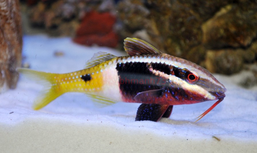 Salmonete