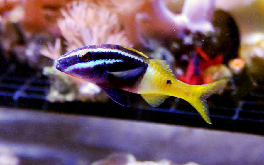 Parupeneus Barberinoides 2