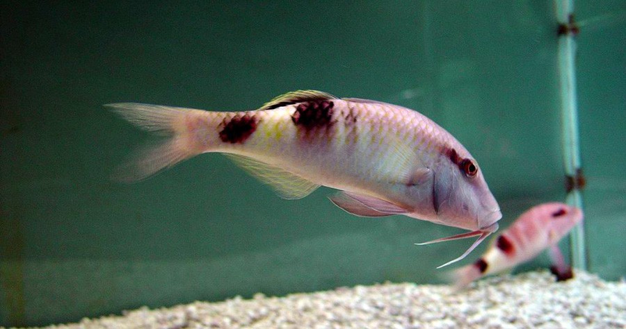 Parupeneus Barberinoides 3