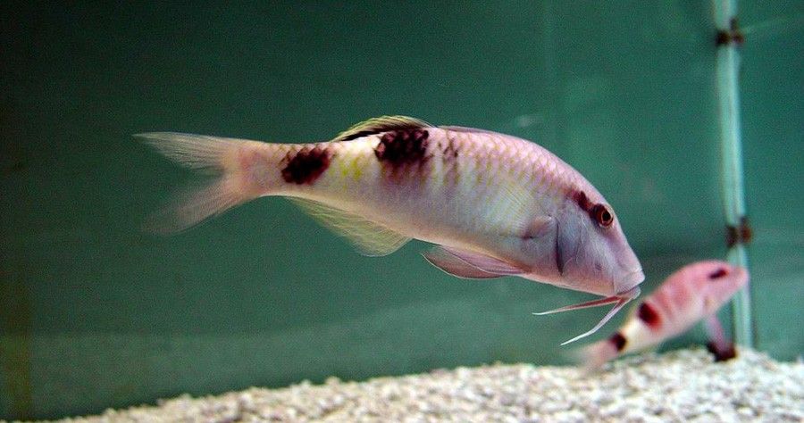 Parupeneus Barberinoides 3
