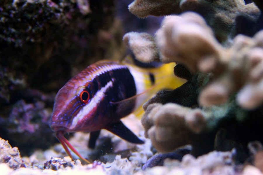 Parupeneus Barberinoides 4