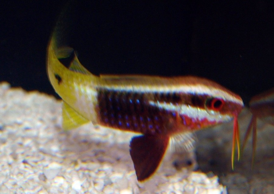 Parupeneus Barberinoides 5