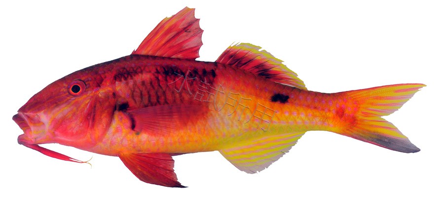Parupeneus Barberinoides 6