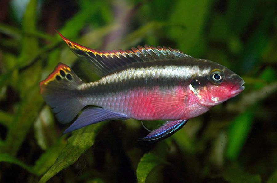 Pelvicachromis Pulcher