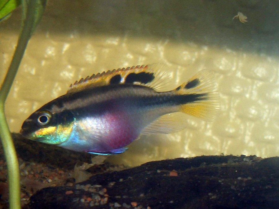 Pelvicachromis Pulcher 2