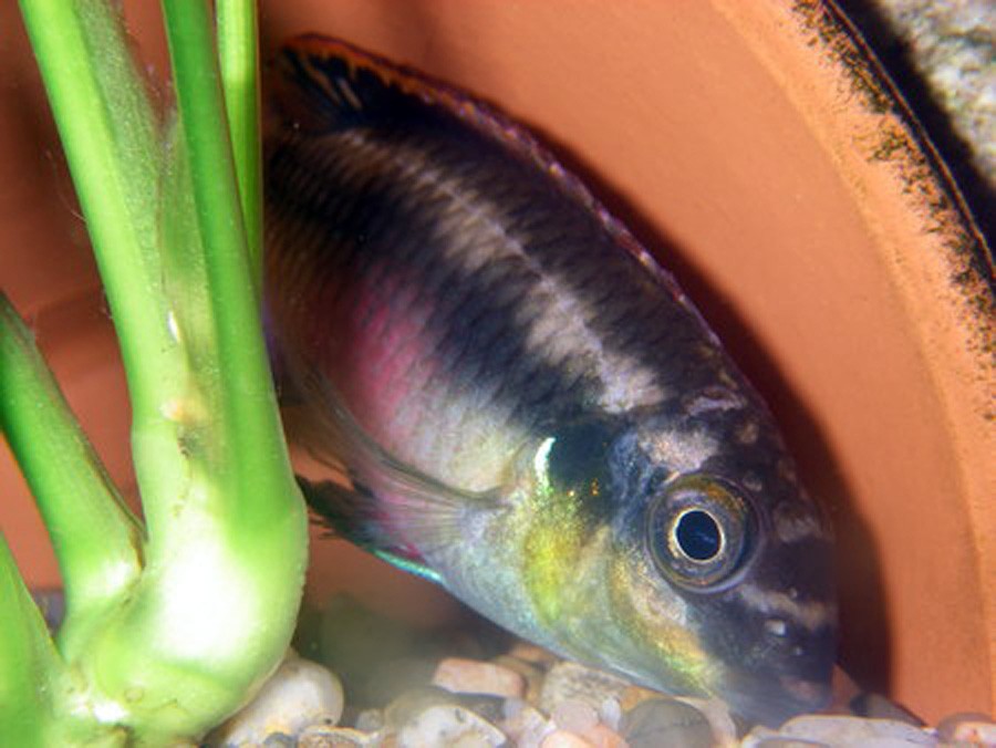 Pelvicachromis Pulcher 3