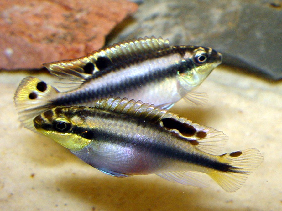 Pelvicachromis Pulcher 4