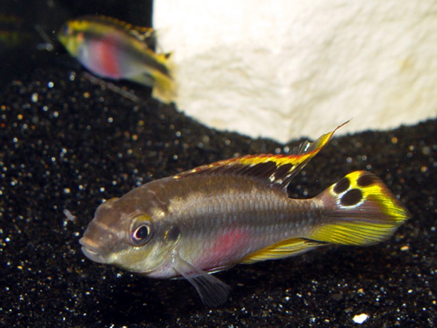 Pelvicachromis Pulcher 5