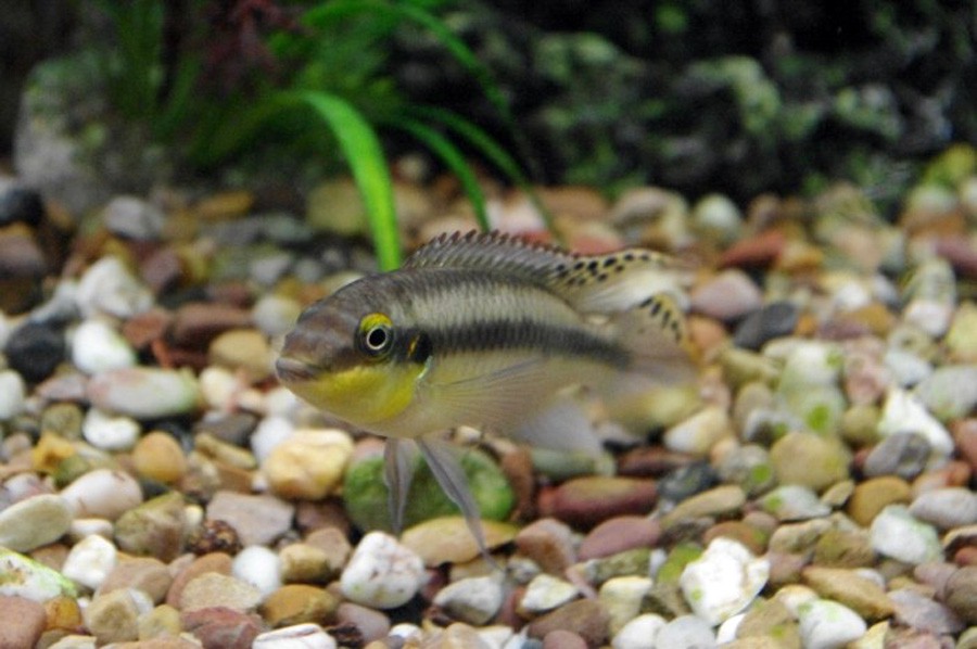 Pelvicachromis Pulcher 6