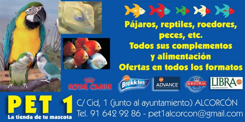 Pet 1 Alcorcón 1