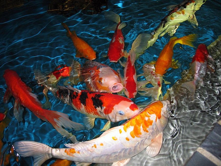Pez Koi: Cyprinus Carpio 2