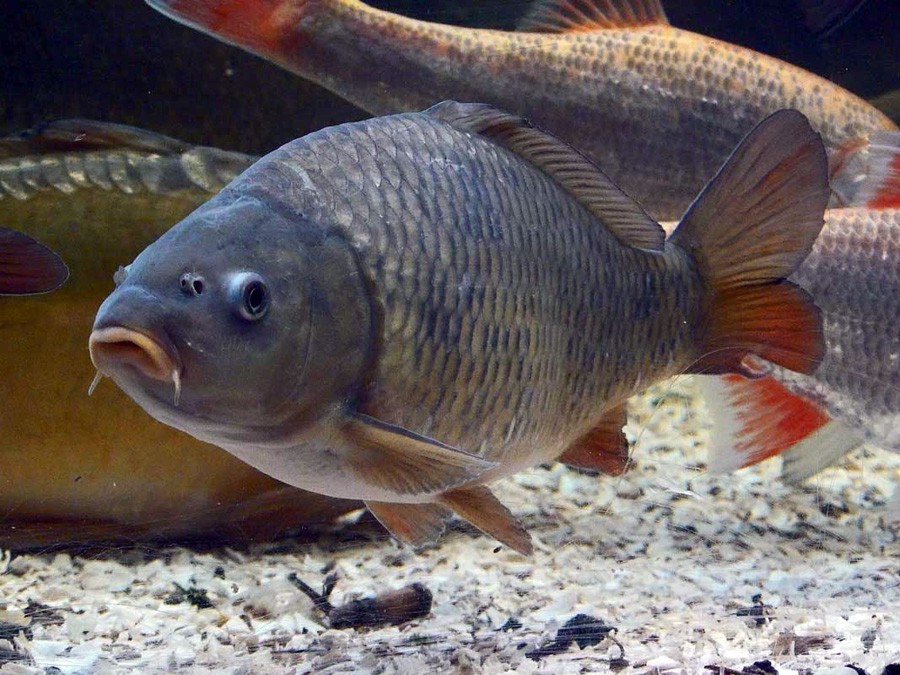 Pez Koi: Cyprinus Carpio 3