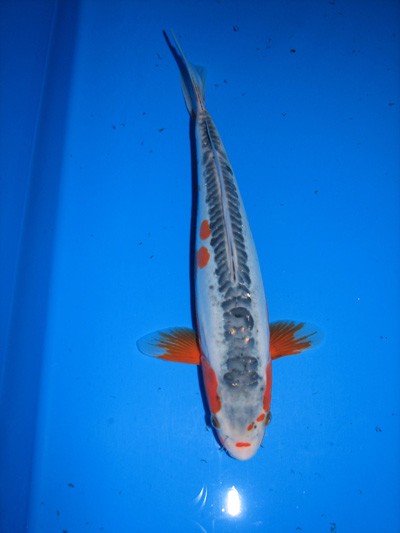 Pez Koi: Cyprinus Carpio 4