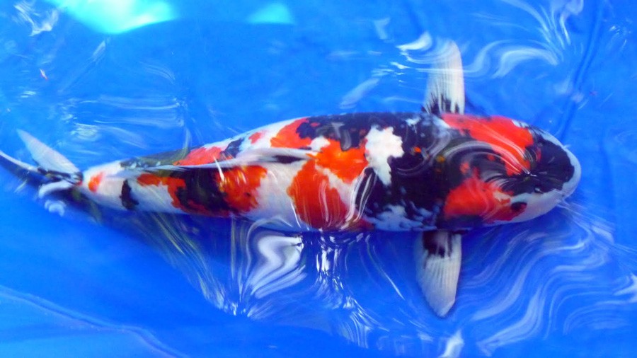 Pez Koi: Cyprinus Carpio 5