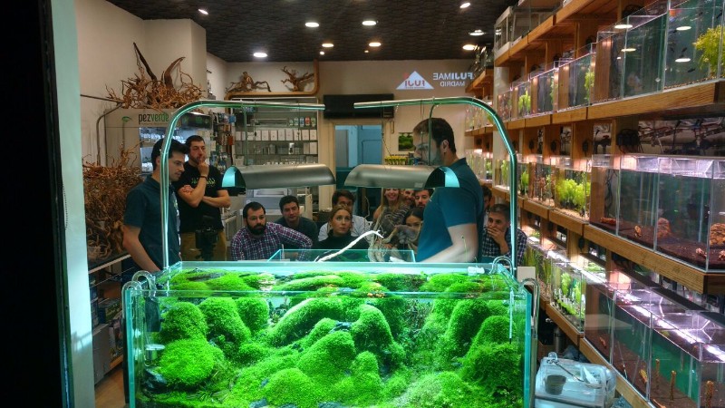 PezVerde 1