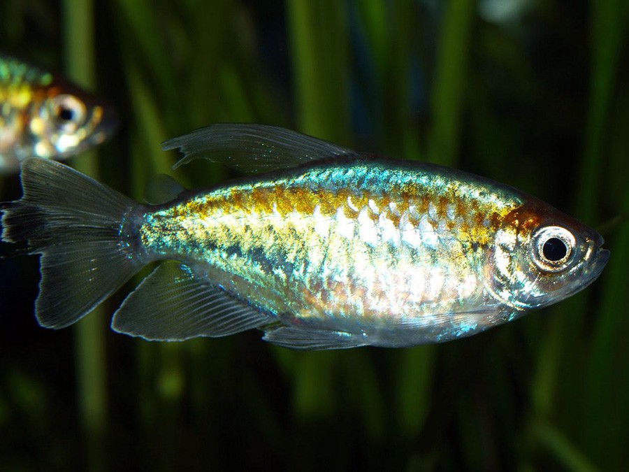 Phenacogrammus Interruptus