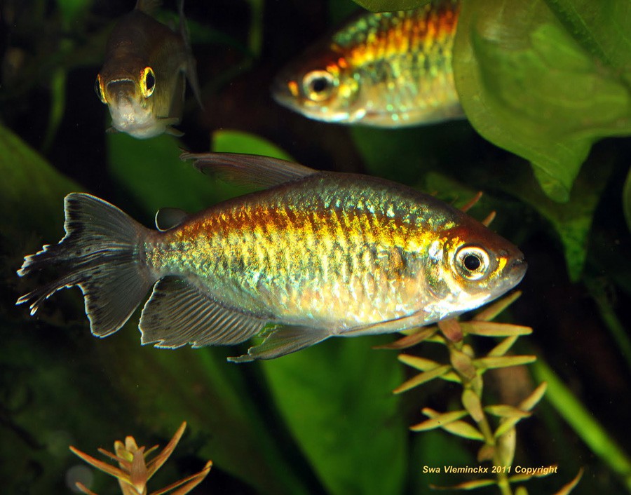 Phenacogrammus Interruptus 3