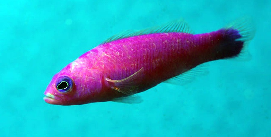 Perca Enana Magenta