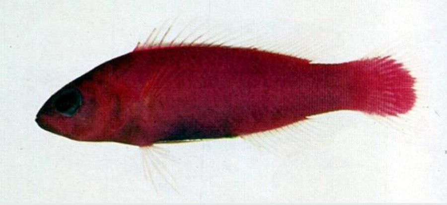 Pictichromis Porphyreus 2