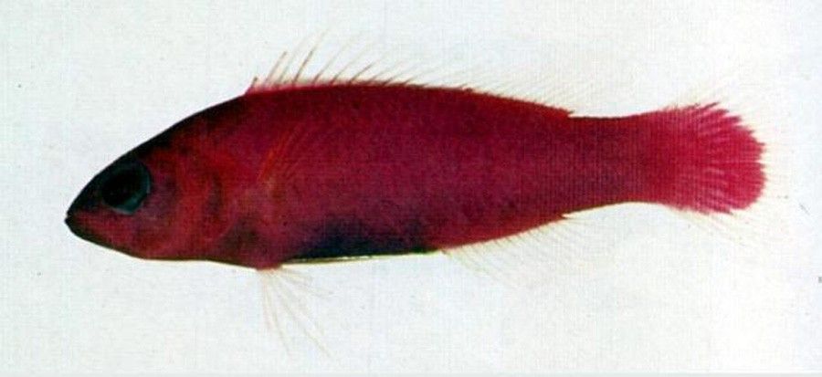 Pictichromis Porphyreus 2