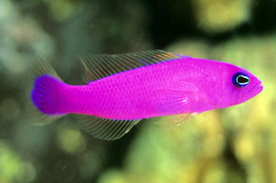 Pictichromis Porphyreus 3