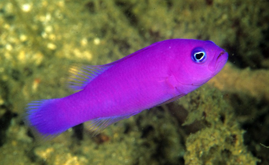 Pictichromis Porphyreus 4