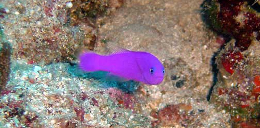 Pictichromis Porphyreus 5