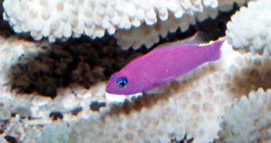 Pictichromis Porphyreus 6