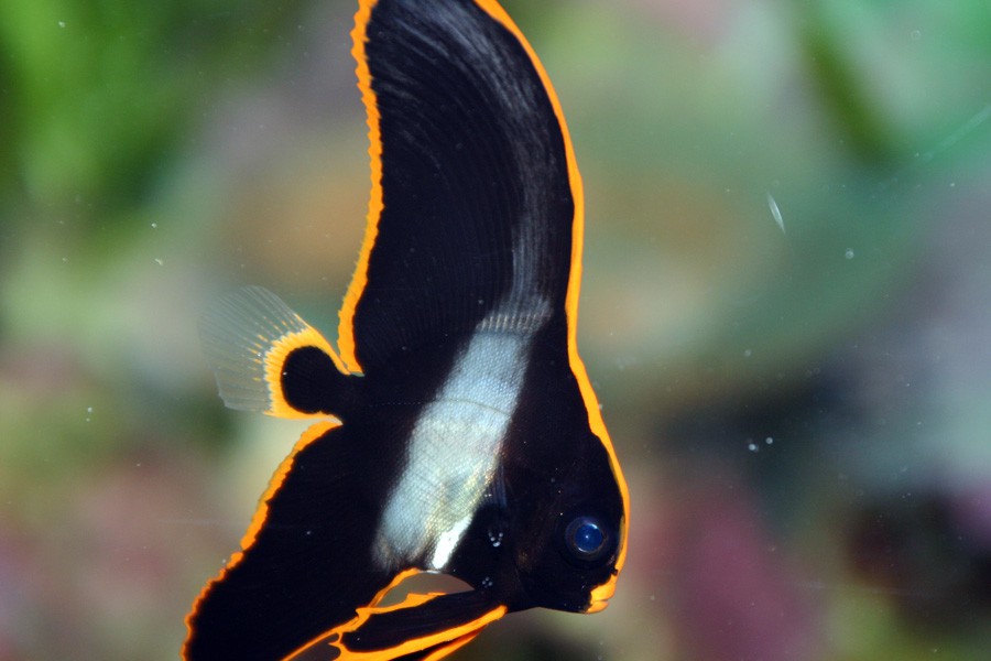 Platax Pinnatus 2
