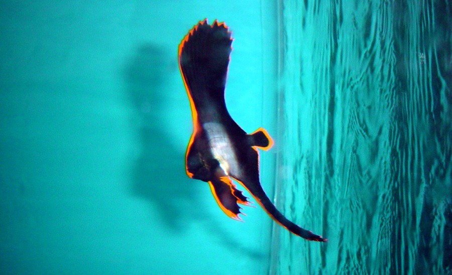 Platax Pinnatus 3