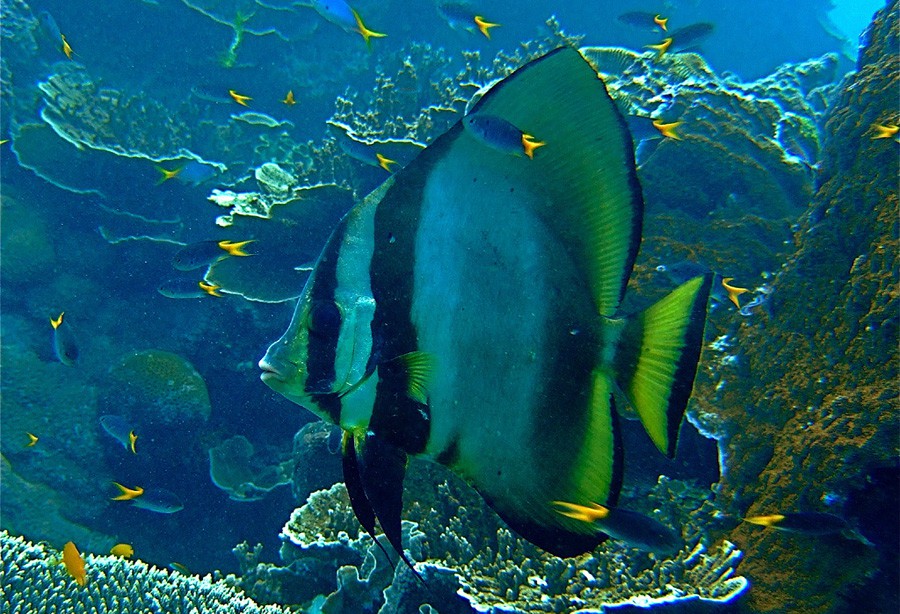 Platax Pinnatus 4