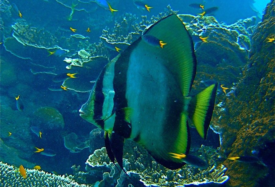 Platax Pinnatus 4