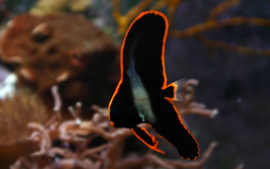 Platax Pinnatus 5