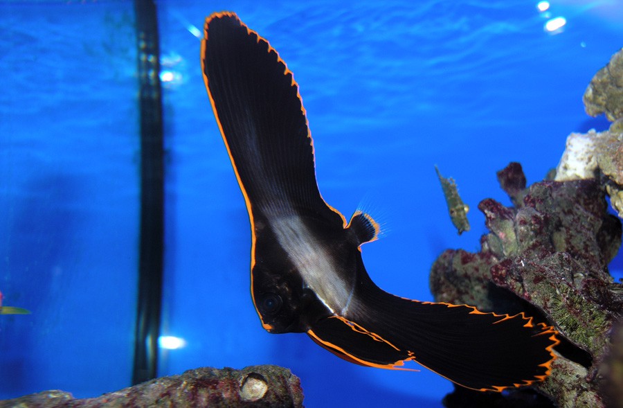 Platax Pinnatus 6