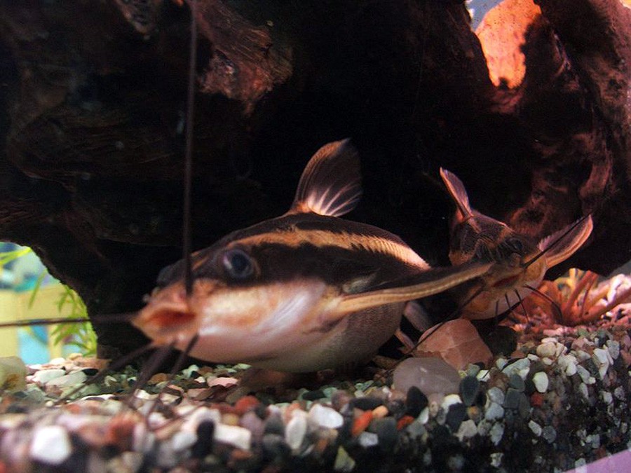 Platydoras Costatus 2