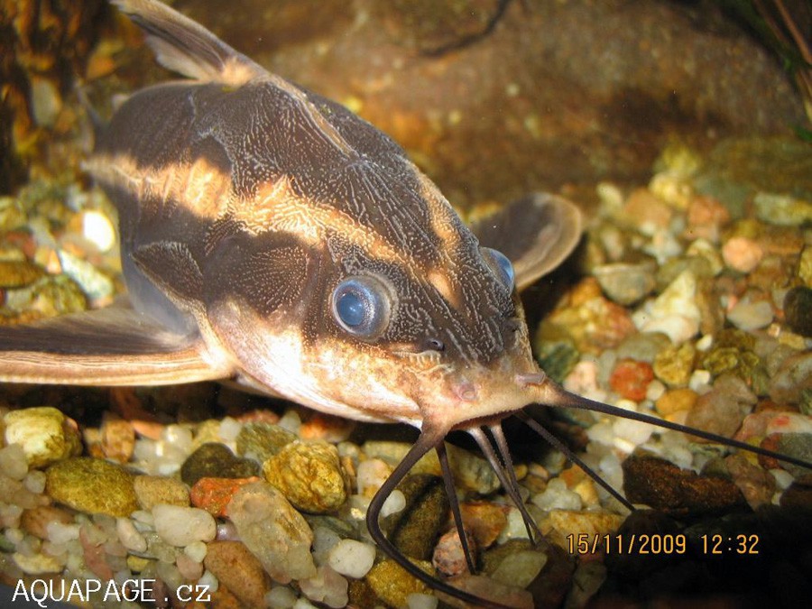 Platydoras Costatus 3