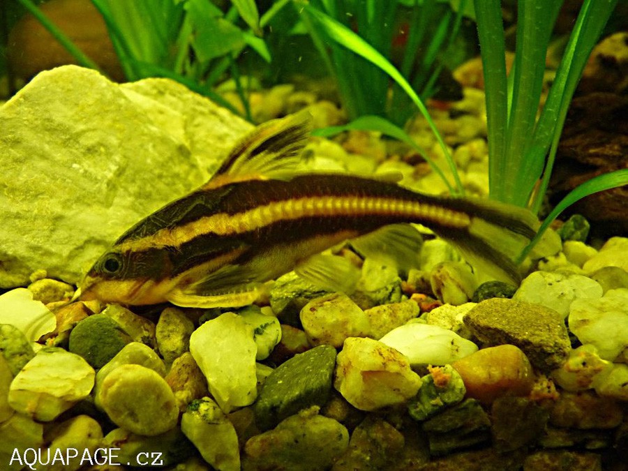 Platydoras Costatus 4