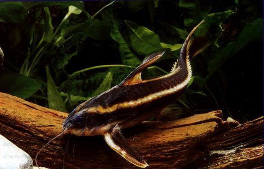 Platydoras Costatus 5