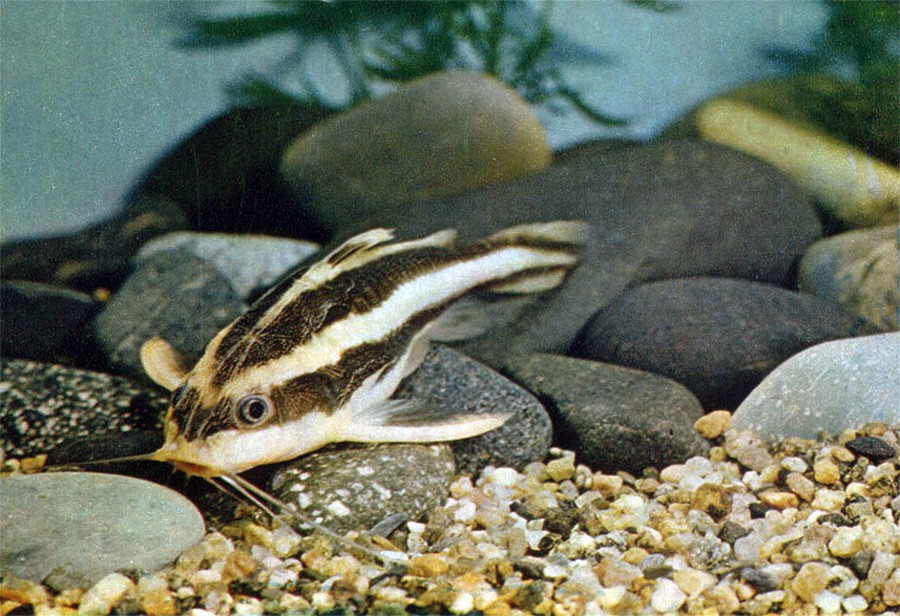 Platydoras Costatus 6