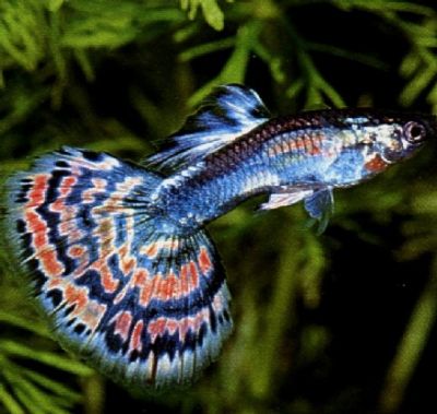 Pez Guppy