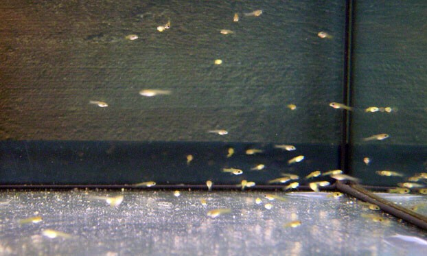 Poecilia Reticulata 2