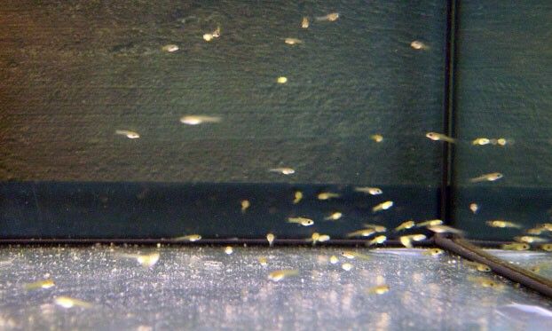 Poecilia Reticulata 2