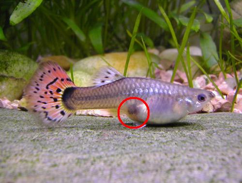 Poecilia Reticulata 3