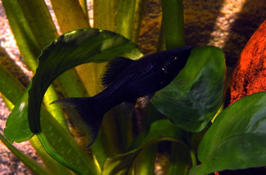 Poecilia Sphenops 2
