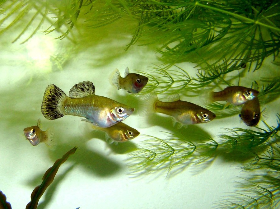 Poecilia Sphenops 3