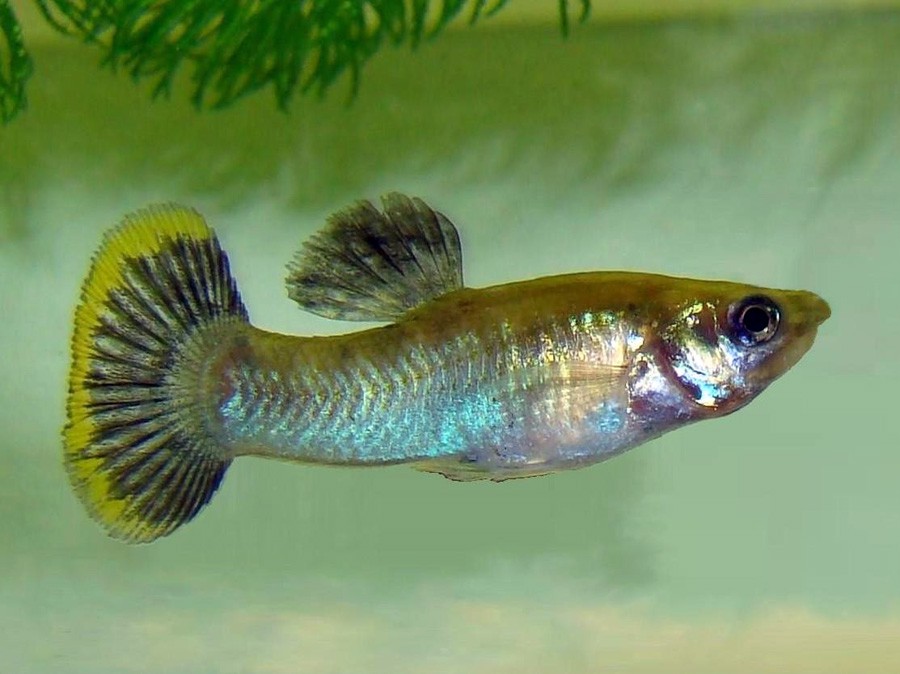 Poecilia Sphenops 4