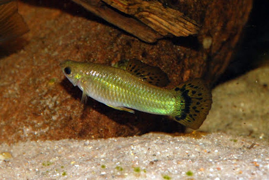 Poecilia Sphenops 6