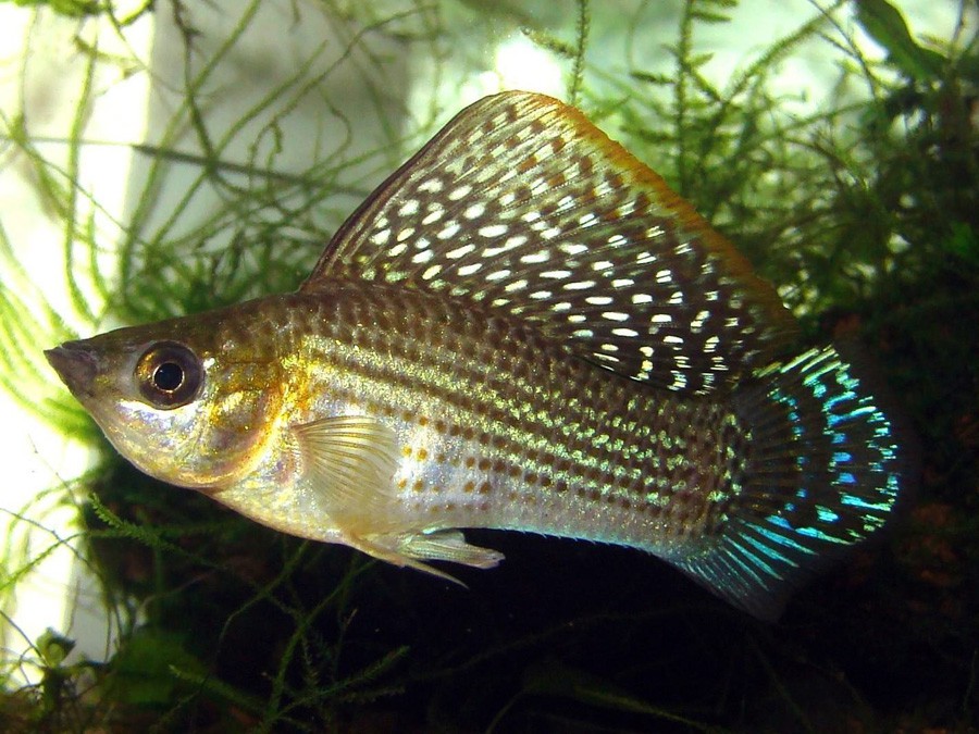 Latipinna