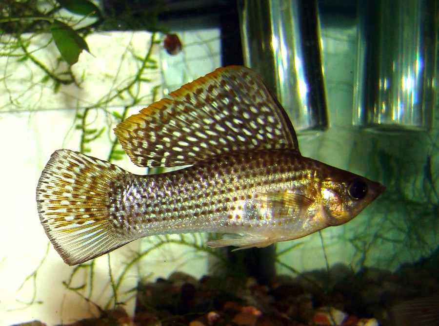 Poecilia Velifera 2