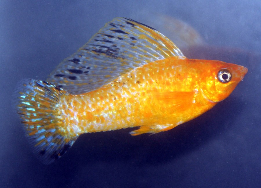 Poecilia Velifera 3